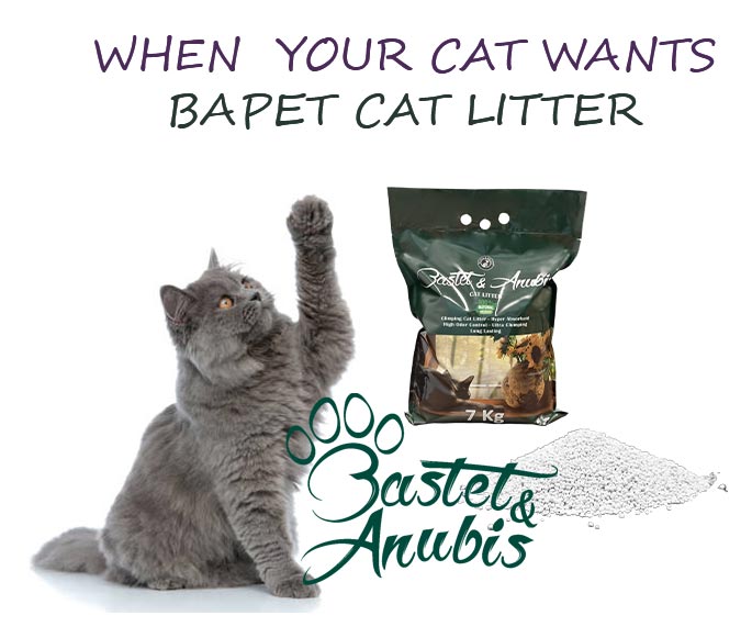 How to know what cat litter is the best for your cat