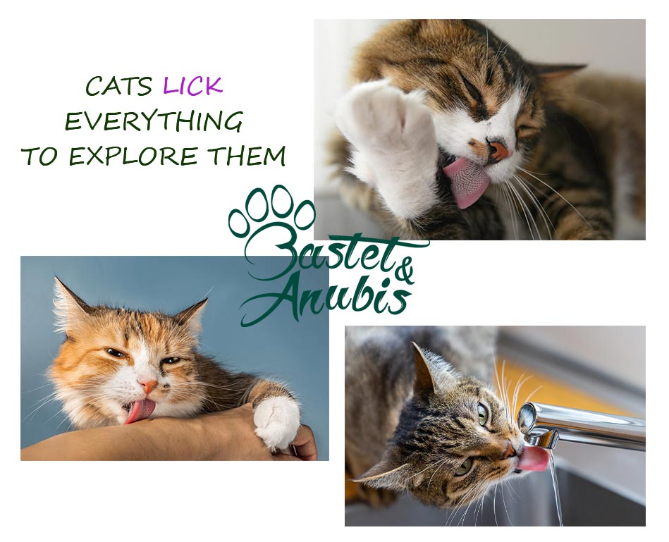 How to know what cat litter is the best for your cat