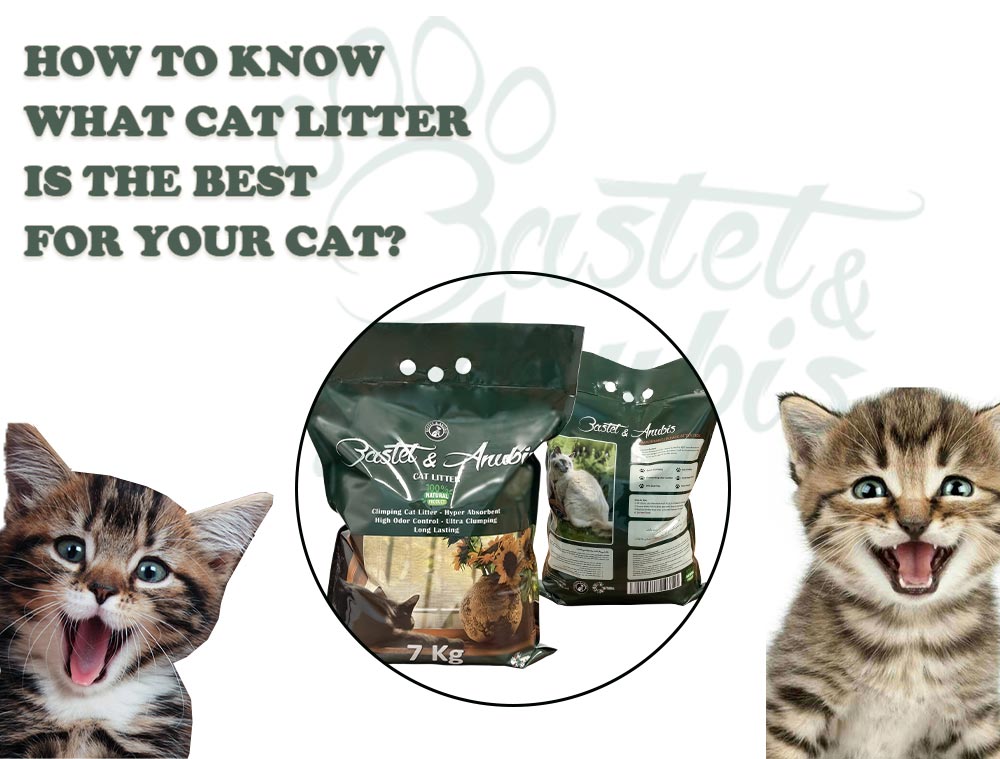 How to know what cat litter is the best for your cat