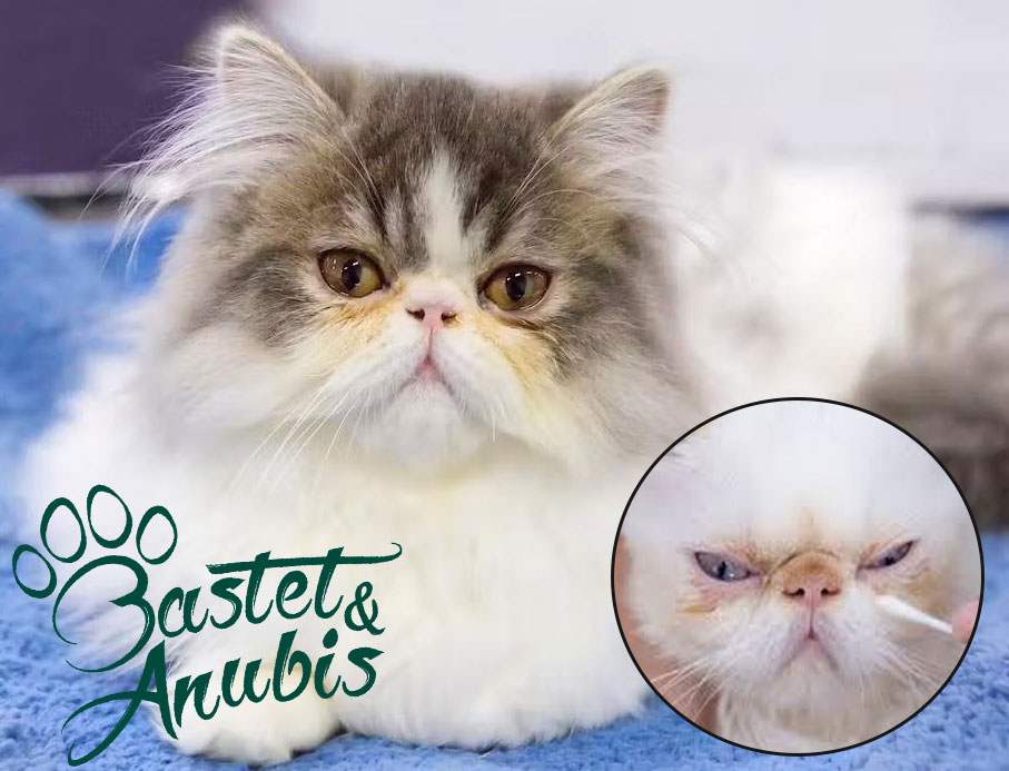 Cat litter in eye