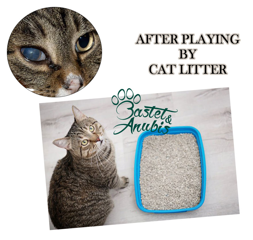 Cat litter in eye