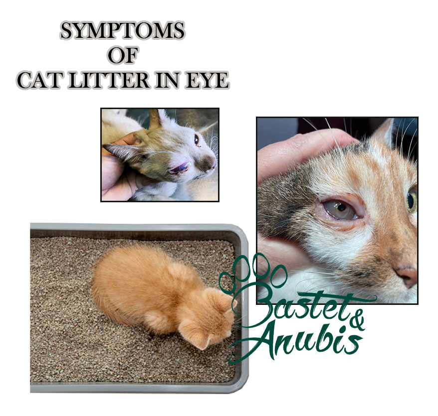 Cat litter in eye