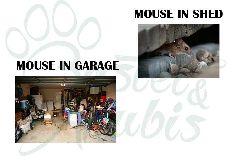 Will cat litter keep mice away