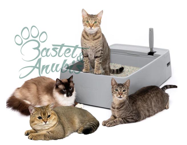 How much cat litter should you use