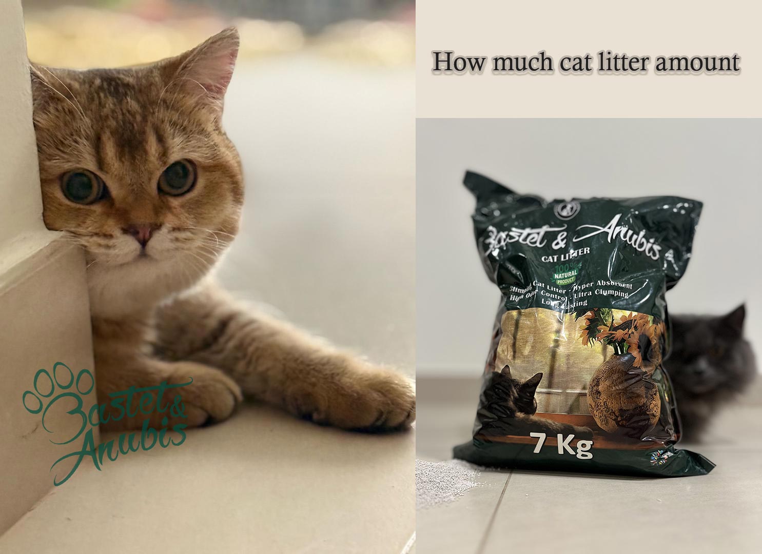 How much cat litter should you use